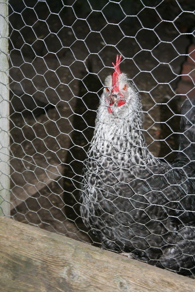 Our remaining chicken, a Speckledy called Rosie