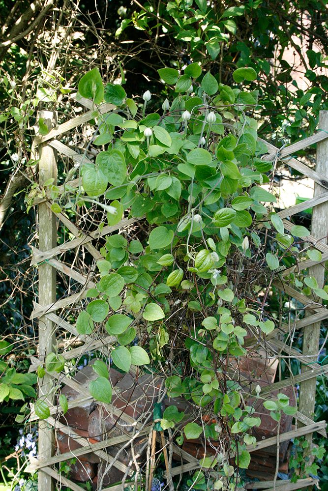 rescued Clematis with several buds on