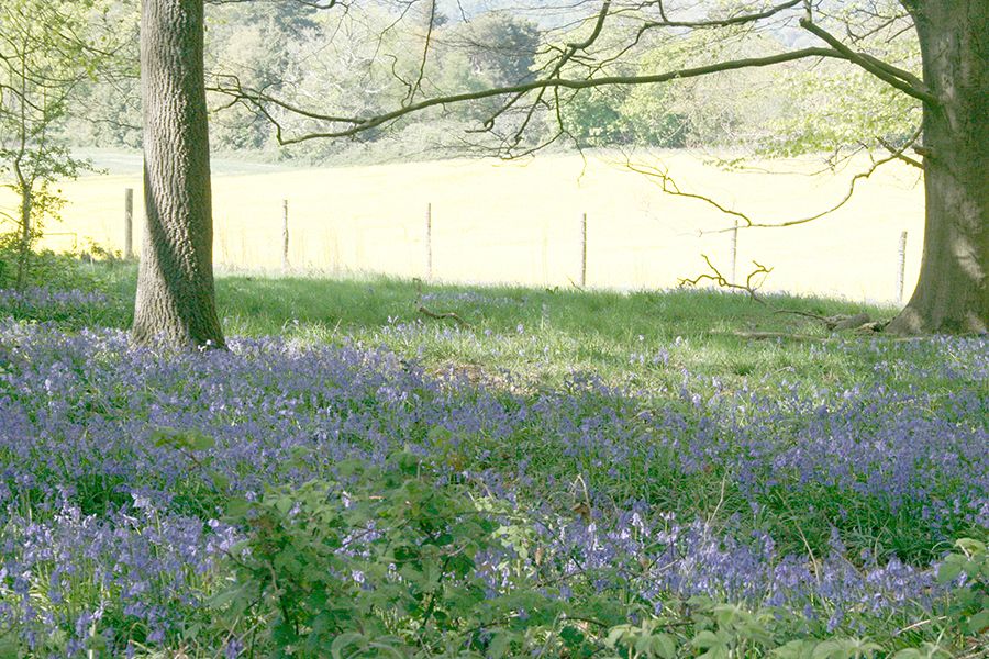 bluebells in 'Toll' wood